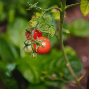 Nea's Green Garden Fiume